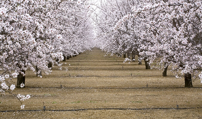 Drip Irrigation 2