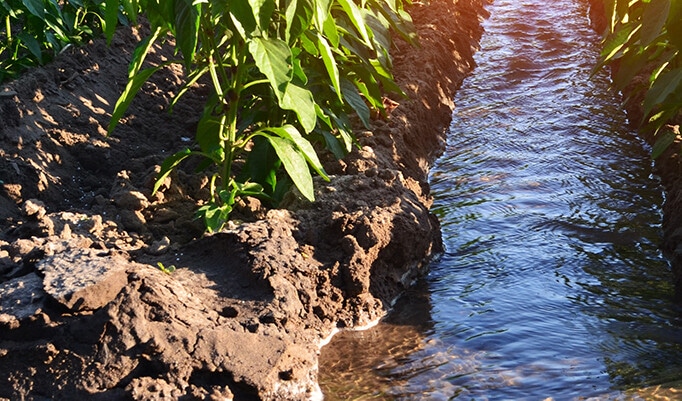 Subsurface Irrigation 2